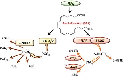 Impact of Androgens on Inflammation-Related Lipid Mediator Biosynthesis in Innate Immune Cells